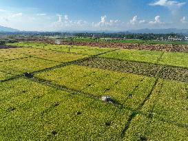 Rice Harvest in Yongzhou