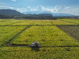 Rice Harvest in Yongzhou