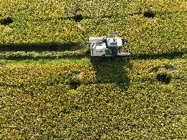 Rice Harvest in Yongzhou