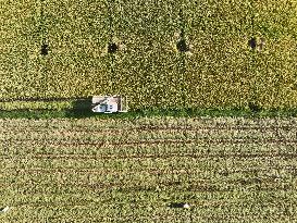 Rice Harvest in Yongzhou