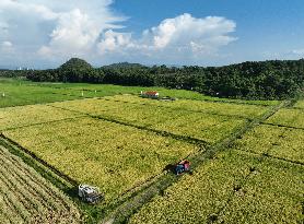 Rice Harvest in Yongzhou