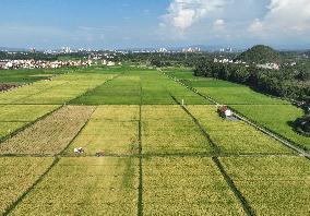 Rice Harvest in Yongzhou