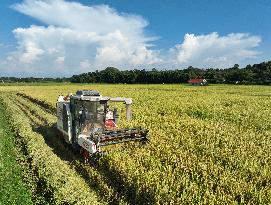 Rice Harvest in Yongzhou