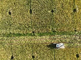 Rice Harvest in Yongzhou