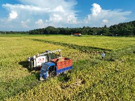 Rice Harvest in Yongzhou