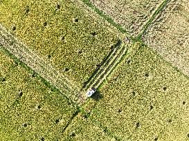 Rice Harvest in Yongzhou