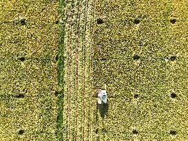 Rice Harvest in Yongzhou