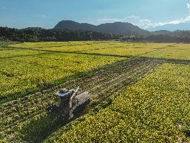 Rice Harvest in Yongzhou