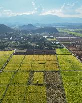 Rice Harvest in Yongzhou