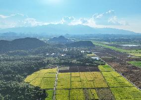 Rice Harvest in Yongzhou