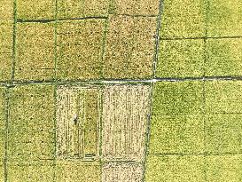 Rice Harvest in Yongzhou