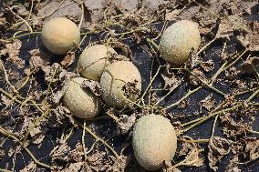 Cantaloupes Ready For Harvest At A Farm In Canada