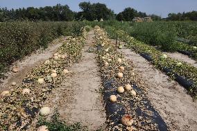 Cantaloupes Ready For Harvest At A Farm In Canada