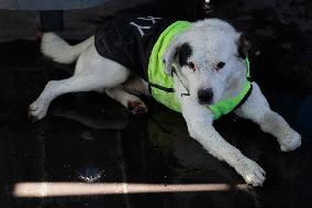 Rocky, The Dog That Guards The Mexico City Light Railway Facilities