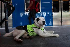 Rocky, The Dog That Guards The Mexico City Light Railway Facilities