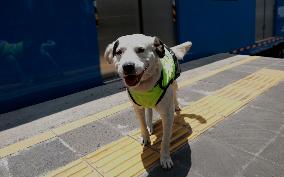 Rocky, The Dog That Guards The Mexico City Light Railway Facilities