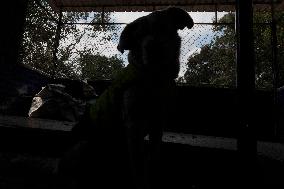 Rocky, The Dog That Guards The Mexico City Light Railway Facilities