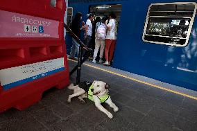 Rocky, The Dog That Guards The Mexico City Light Railway Facilities