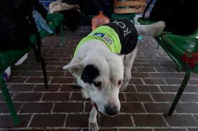 Rocky, The Dog That Guards The Mexico City Light Railway Facilities