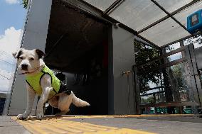 Rocky, The Dog That Guards The Mexico City Light Railway Facilities