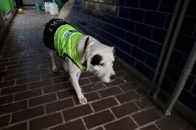 Rocky, The Dog That Guards The Mexico City Light Railway Facilities