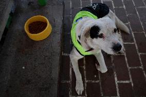 Rocky, The Dog That Guards The Mexico City Light Railway Facilities