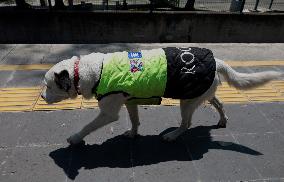 Rocky, The Dog That Guards The Mexico City Light Railway Facilities