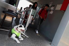 Rocky, The Dog That Guards The Mexico City Light Railway Facilities