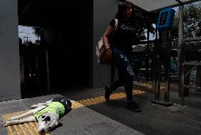 Rocky, The Dog That Guards The Mexico City Light Railway Facilities