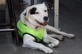 Rocky, The Dog That Guards The Mexico City Light Railway Facilities