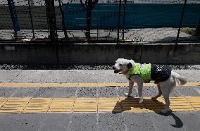 Rocky, The Dog That Guards The Mexico City Light Railway Facilities