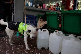 Rocky, The Dog That Guards The Mexico City Light Railway Facilities