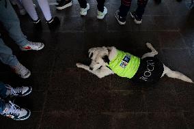 Rocky, The Dog That Guards The Mexico City Light Railway Facilities