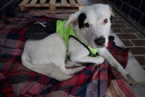 Rocky, The Dog That Guards The Mexico City Light Railway Facilities