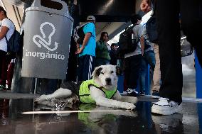 Rocky, The Dog That Guards The Mexico City Light Railway Facilities