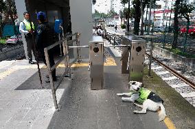 Rocky, The Dog That Guards The Mexico City Light Railway Facilities