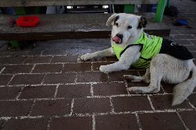 Rocky, The Dog That Guards The Mexico City Light Railway Facilities