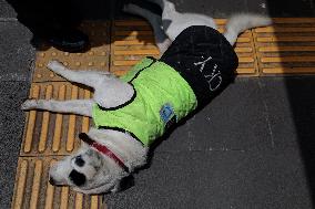 Rocky, The Dog That Guards The Mexico City Light Railway Facilities