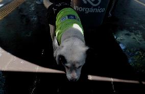 Rocky, The Dog That Guards The Mexico City Light Railway Facilities