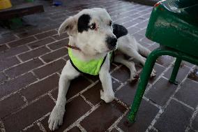 Rocky, The Dog That Guards The Mexico City Light Railway Facilities