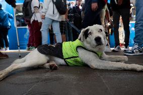 Rocky, The Dog That Guards The Mexico City Light Railway Facilities