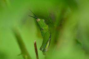 India Wildlife