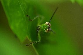 India Wildlife