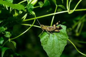 Heteracris Guineensis - Short-horned Grasshopper - Animal India