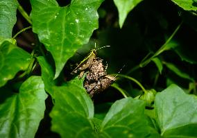 Heteracris Guineensis - Short-horned Grasshopper - Animal India