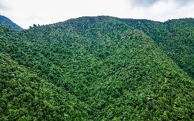 Drone View Of The Lush Greenery Hill In Nepal.