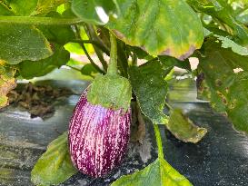 Agriculture In Canada - Eggplants