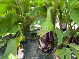 Agriculture In Canada - Eggplants