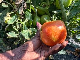 Agriculture In Canada - Tomatoes