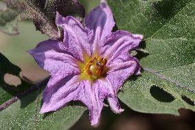 Agriculture In Canada - Eggplants